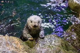 Otter at The Shedd Aquarium